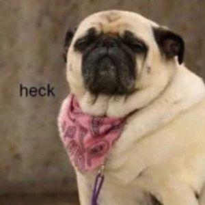 Meet your Posher, Carissa